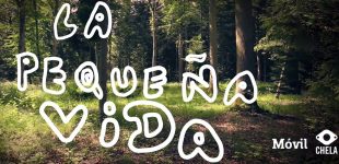 Móvil | La Pequeña Vida